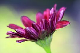 Spanish daisy 