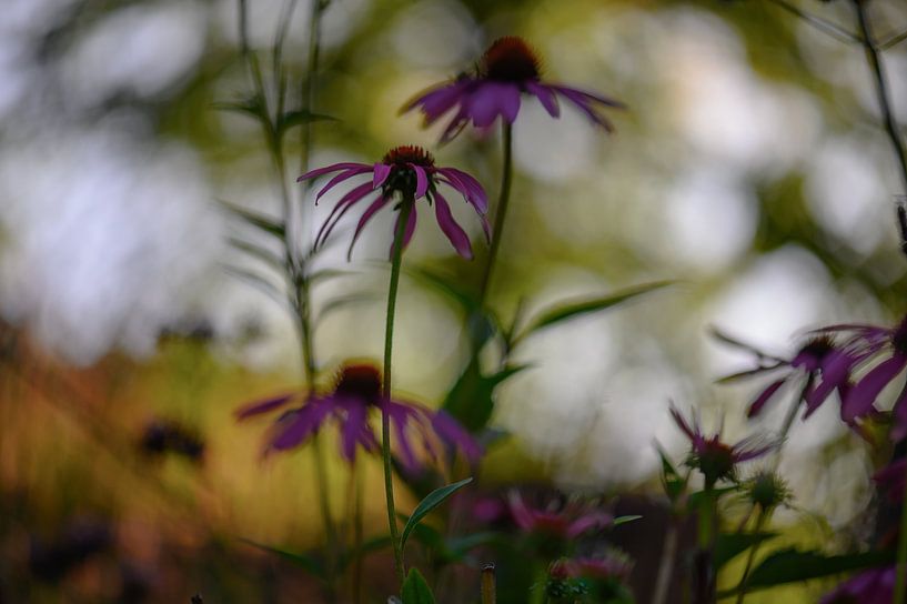 abstract echinacea by Tania Perneel
