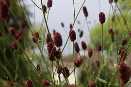 Nature, plante, fleur sur Alexandra Verkerk