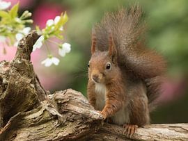 Eekhoorn in de bloesem