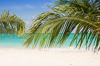 Plage tropicale avec palmiers