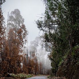 Mist in het midden van Madeira van Youp Lotgerink