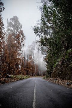 Mist in het midden van Madeira van Youp Lotgerink
