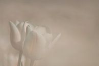 Tulpe in weichem Licht von Incanto Images Miniaturansicht