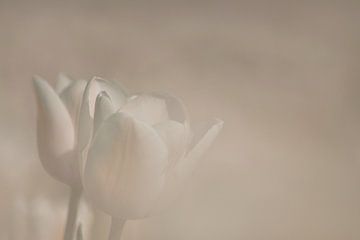 Tulipe dans une lumière douce sur Incanto Images