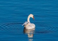 Schwan im Abendlicht