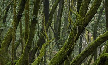 Mysticism forest by Marian Sintemaartensdijk