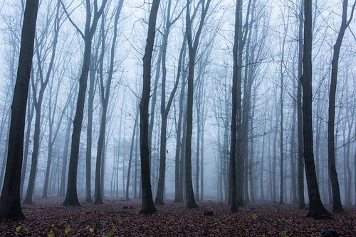 Mysterieus bos