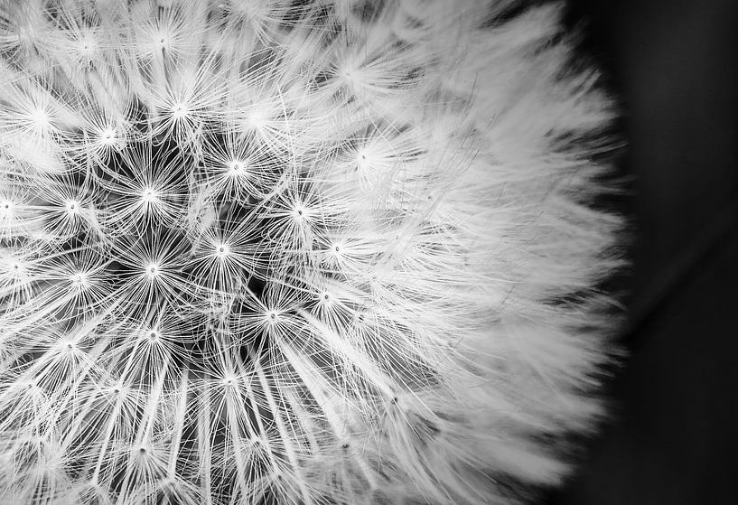 Fluffy by Loris Photography
