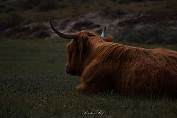 Eenzaam koe in de duinen van Sebastian Stef