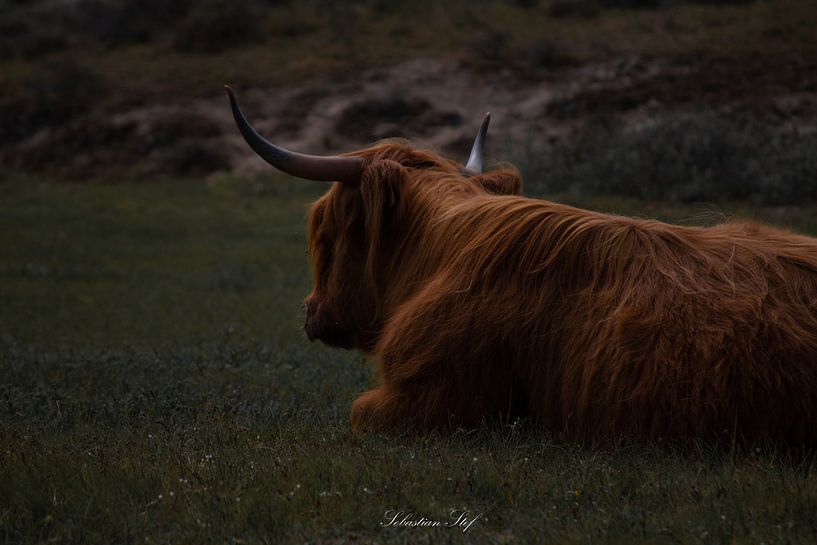 Vache solitaire dans les dunes par Sebastian Stef