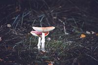 Pilze