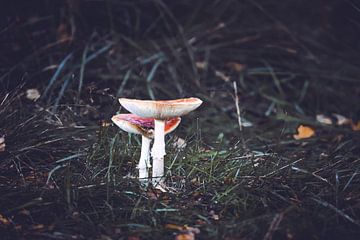 Paddenstoelen van Miranda Jansen Fotografie
