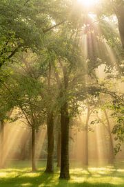 Beam me Up by Koen Boelrijk Photography