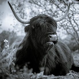 Schotse Hooglander in de Duinen van Den Haag van Wouter Kouwenberg