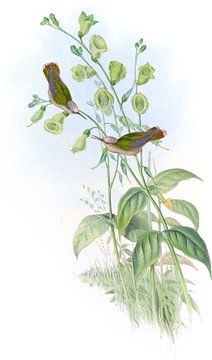 Blossom-Crown, John Gould van Hummingbirds