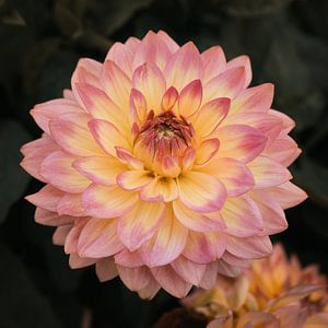 Dahlia rose/jaune sur Saskia Schotanus