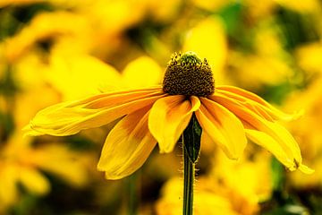 Flower coneflower by Dieter Walther