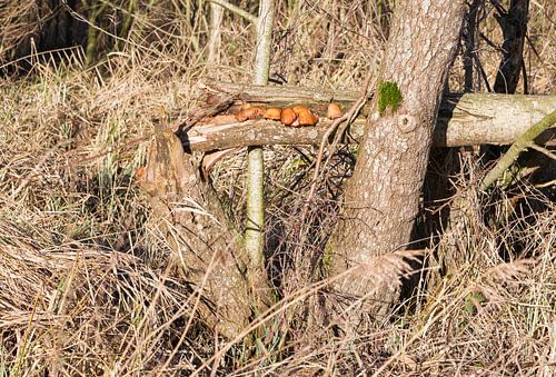 ushrooms growing on a tree stump