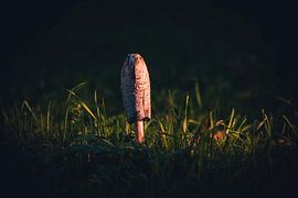 Champignon d'encre sur Kaylee Verschure