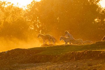 Spielende Konikfohlen in der untergehenden Sonne von Jeffrey Hol