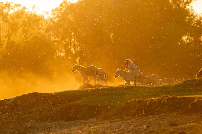 Spielende Konikfohlen in der untergehenden Sonne von Jeffrey Hol