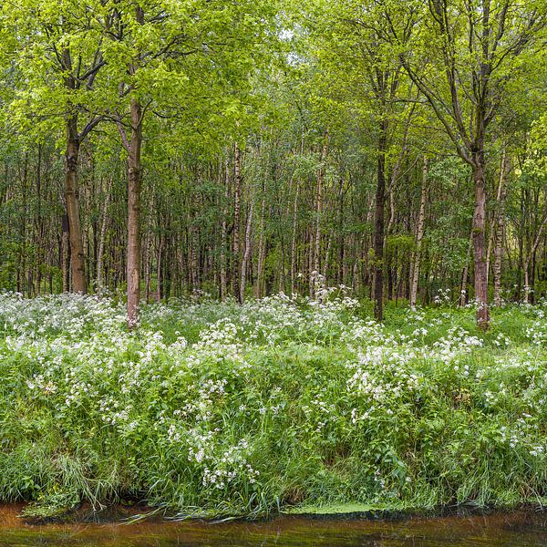 Noorderbos in bloei van Henri Boer Fotografie