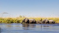 African elephants (Loxodonta) in the water
