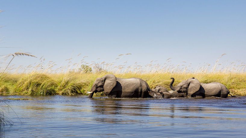 African elephants (Loxodonta) in the water by Remco Donners