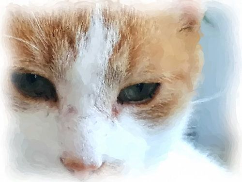 cat's eyes