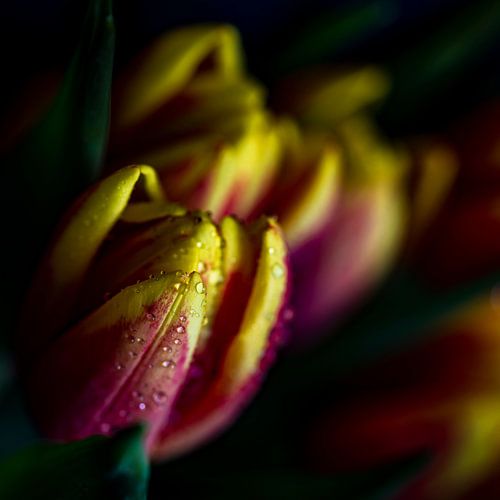 Tulp bloem met waterdruppels
