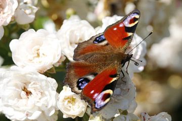 Dagpauwoog vlinder op roze roosjes van Cora Unk