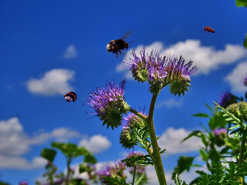 Le vol des abeilles par Edgar Schermaul