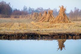 Schilfhaufen im Morgennebel in Weerribben, die sich im Wasser spiegeln von Fotografiecor .nl