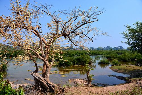 Île de la Paix: Bomen in bloei en Horizon Fluvial
