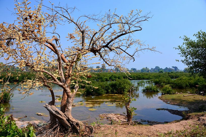 L'Île de la Paix : Arbre en Fleurs et Horizon Fluvial par Frank Photos
