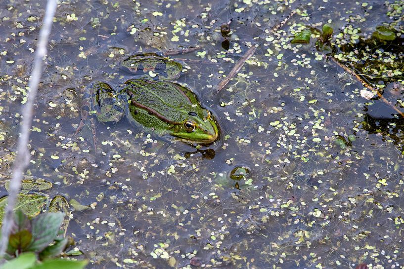 Groene kikker van Merijn Loch