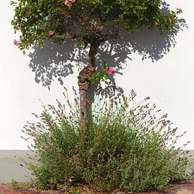 Des rosiers dans le calme de l'été sur janWindlook