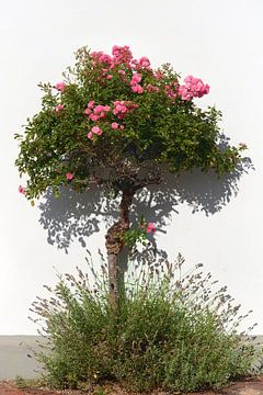 Rosenbäumchen in stiller Sommeridylle von janWindlook