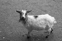 Little goat looking at camera