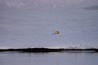 Zoek de ijsbeer van Merijn Loch thumbnail