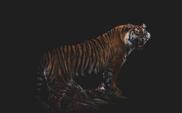 Wütender Tiger auf einem Felsen von Wesley Klijnstra