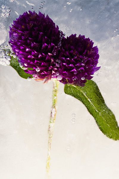 Trèfle en glace 2 par Marc Heiligenstein