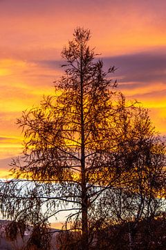 De lariks in de zonsondergang van Christa Kramer