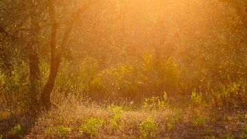 Zonsopkomst in Italiaanse olijfboomgaarde van Lore Danckers