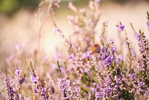 Papillon sur les landes sur Lisa Bouwman