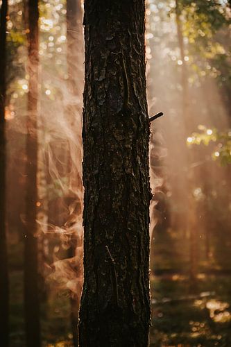 Adem van het bos