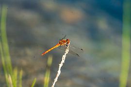 Dragonfly in the sunshine by Florian Freiberg