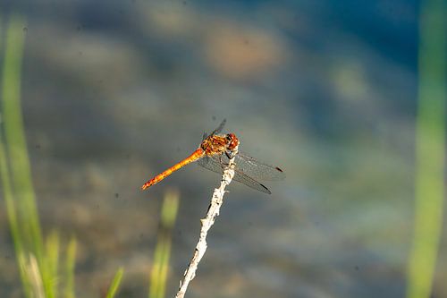 Libelle im Sonnenschein