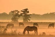 Paarden bij zonsopkomst van Jitske Van der gaast thumbnail